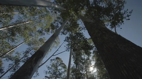 Slider shot of treetops Stock Footage 102786507