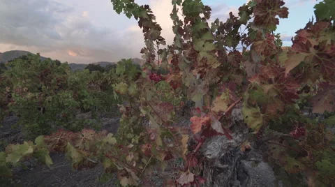 Slider shot of vineyard at sunset 2 Stock Footage 56665596