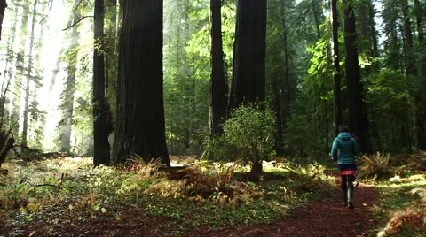 SLIDER SHOT OF WOMAN, CHILD, DOG RUNNING ON TRAIL THROUGH HUGE TREES Stock Footage 59070042