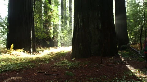 SLIDER SHOT OF WOMAN WALKING ON TRAIL IN FRONT OF HUGE TREES Stock Footage 59070069