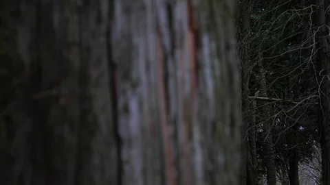 Slider shot in woods behind tree trunk reveal to tall fir trees Stock Footage