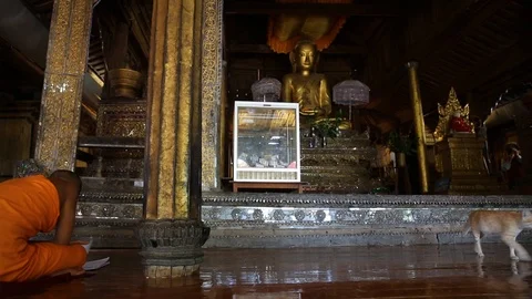 Slider shot of young monk studying with cat in temple in Myanmar Stock Footage 104121976