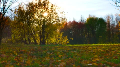 Slider slow motion shooting of falling leaves. Stock Footage 96676168