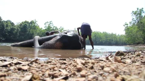 Slider sot of Elephant being cleaned in a river Stock Footage 53101855