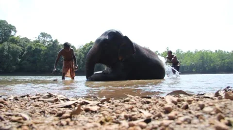 Slider sot of Elephant being cleaned Stock Footage 53101859