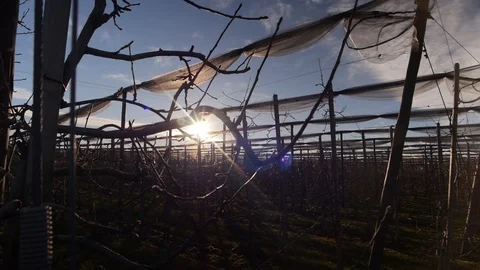 Slider through the apple trees Stock Footage 86763724