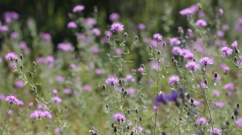 Slider through flower field Stock Footage 38827063