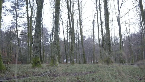 Slider trees winter forest Stock Footage 78242072