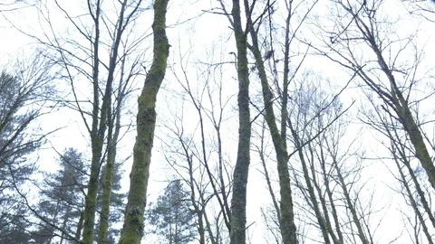 Slider trees winter forest sky Stock Footage 78240379