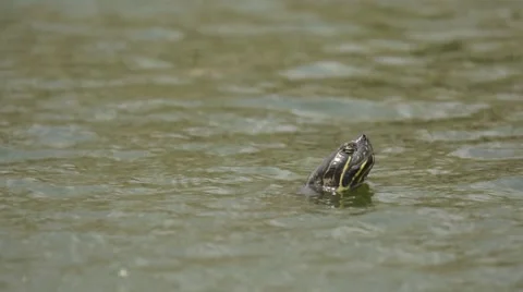 Slider turtle head at surface of water Stock Footage 64825209