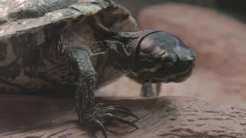 A slider turtle on a log moves around. Stock Footage 102911012