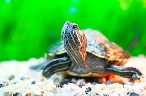 Slider turtle Stock Photos