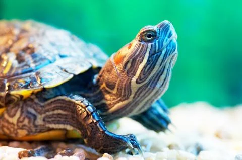 Slider turtle Stock Photos