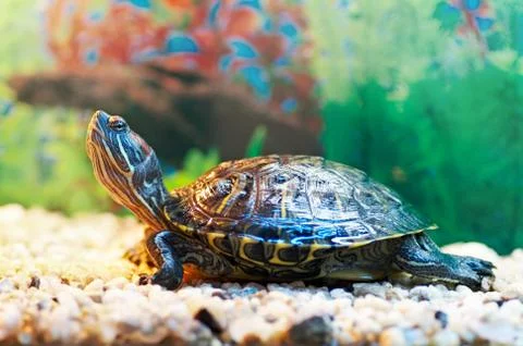 Slider turtle Stock Photos