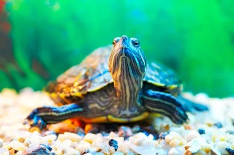 Slider turtle Stock Photos