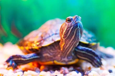 Slider turtle Stock Photos