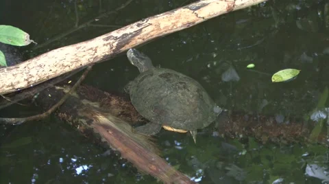 Slider Turtle in pond. Stock Footage 58105331