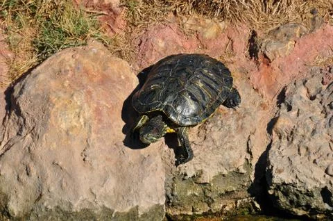 Slider turtle on rocks Foto stock