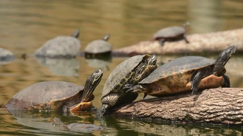 Slider turtles sunbathing 스톡 동영상 64825214