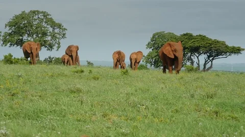 Slider view of Addo Elephant herd walking through wide green savannah landscape Stock Footage 126124766