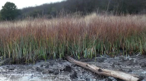 Slider view of maddy grass Video stock 67584034