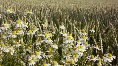 Slider in wheat field towards a chamomile plant 動画素材 144847782
