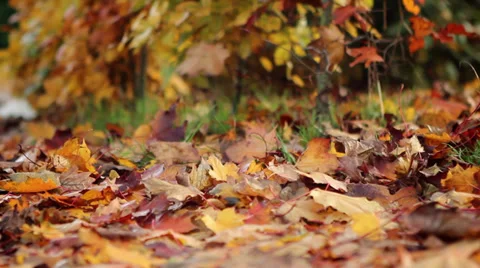 Slidershot of falling leaves on ground Stock Footage 39126352