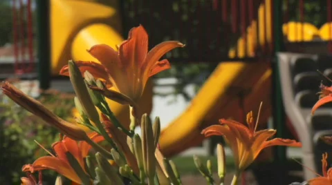 Slides 動画素材 462742