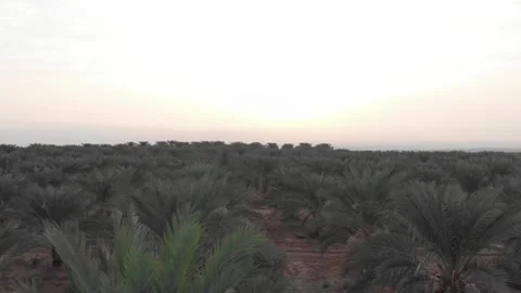 Sliding above to the left close to dates field - aerial drone shot (D-LOG) Stock Footage 203834383