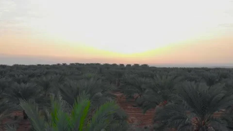 Sliding above to the left close to dates field - aerial drone shot Stock Footage 203834469