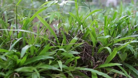 SLIDING ALONG GRASS Stock Footage 75720169