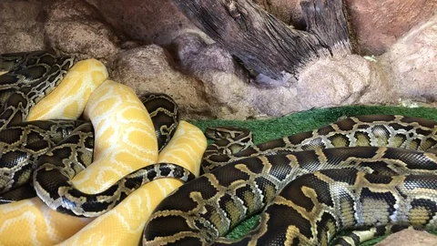 Sliding camera goes from one python to two others, python reticulatus, one Stock Footage 121700497