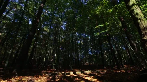 Sliding camera on the ground in the mystical forest Stock Footage 42426366