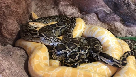 Sliding camera showing three pythons in same place, python reticulatus, Stock Footage 121700719