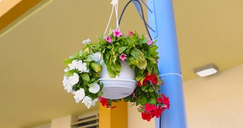 Sliding the camera under a white pot with periwinkle flowers 스톡 동영상 126282094