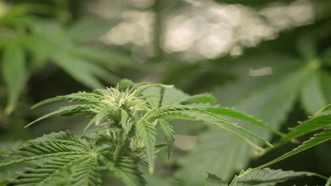 Sliding down along the branch from the young marijuana flower. cannabis growing. Stock Footage 108580037