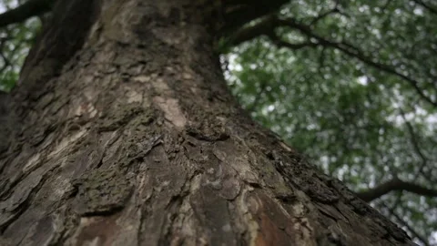 Sliding down close up texture of old tree trunk growth in tropical forest. Stock Footage 245410980