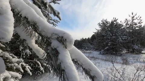 Sliding on fir tree branches with snow Stock Footage 146936224