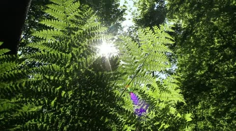 Sliding Forest Stock Footage 11024916