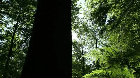 Sliding Forest Video stock 11024968