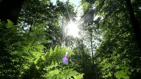 Sliding Forest Stock-Footage 11024976