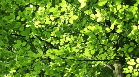 Sliding Forest Video stock 11025125