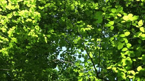 Sliding Forest Stock Footage 11025310