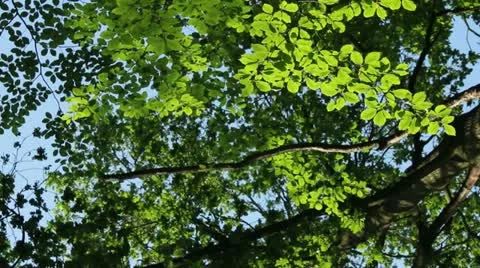 Sliding Forest Stock Footage 11067285