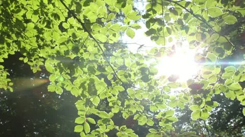 Sliding Forest Stock Footage 11067652