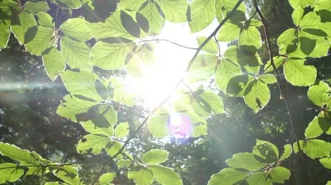 Sliding Forest Video stock 11067837