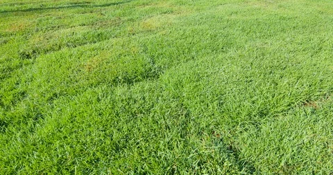 Sliding forward over green grass Stock Footage 126282350