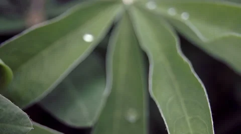 Sliding on the grass with dew drops Stock Footage 39306997