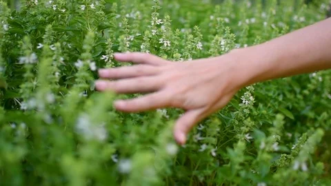 Sliding hand going through basil herbs in park Video stock 101568418