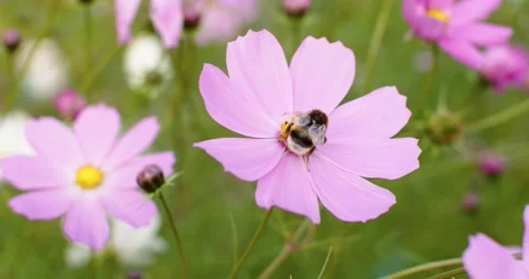 Sliding handheld view of bee pollinating gentle pink flowers growing in meadow Stock Footage 166261203